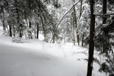Winter forest picture
